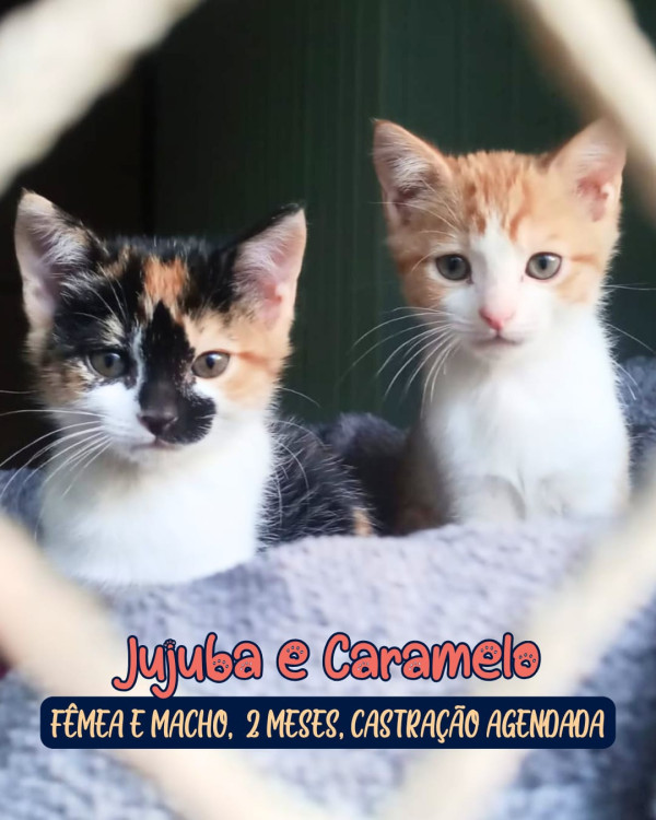 jujuba-e-caramelo-adocao-doacao-cachorro-gato-0
