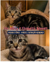 mr-darcy-e-elisabeth-bennet-small-0