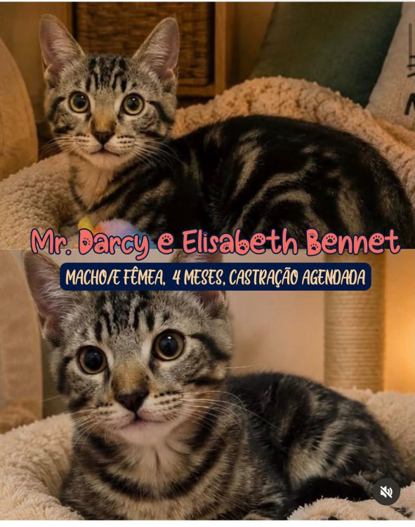 mr-darcy-e-elisabeth-bennet-adocao-doacao-cachorro-gato-0