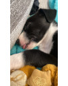 adote-kiara-small-1