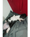 adote-kiara-small-3
