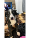 adote-kiara-small-2