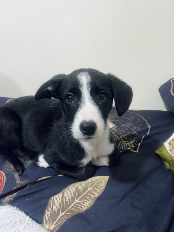 adote-kiara-adocao-doacao-cachorro-gato-0