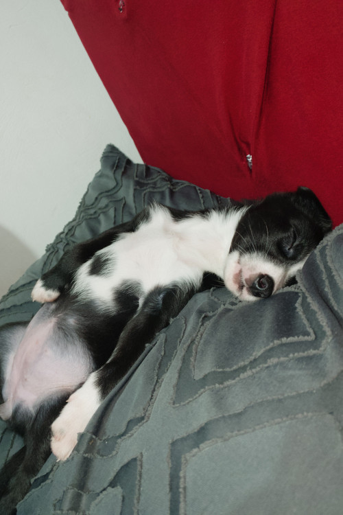 adote-kiara-adocao-doacao-cachorro-gato-3