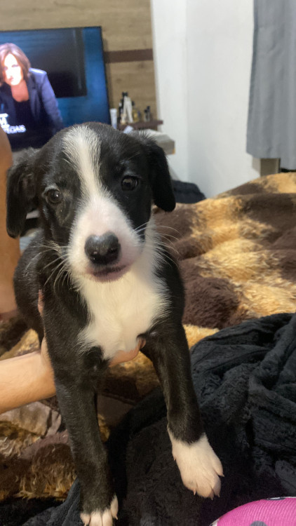adote-kiara-adocao-doacao-cachorro-gato-2