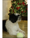 max-chapito-small-0