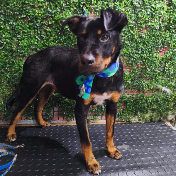tarciso-adocao-doacao-cachorro-gato-0