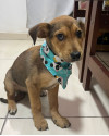 miguel-filhote-small-2