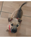 tom-fiapo-de-manga-small-2