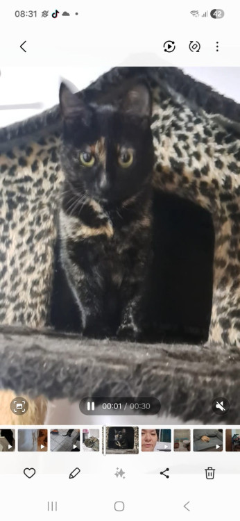 escaminha-adocao-doacao-cachorro-gato-2