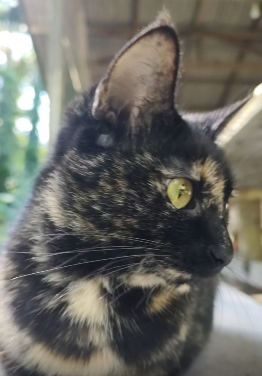 escaminha-adocao-doacao-cachorro-gato-0
