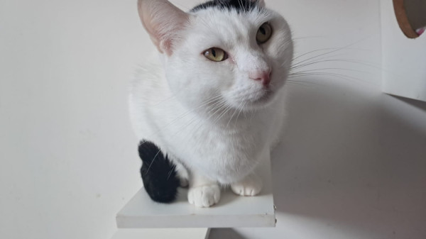 gatinha-branca-adocao-doacao-cachorro-gato-2