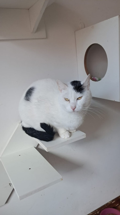 gatinha-branca-adocao-doacao-cachorro-gato-1