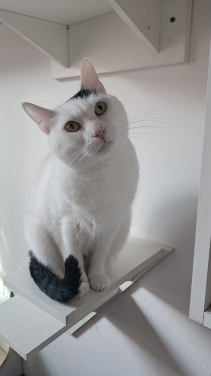 gatinha-branca-adocao-doacao-cachorro-gato-0