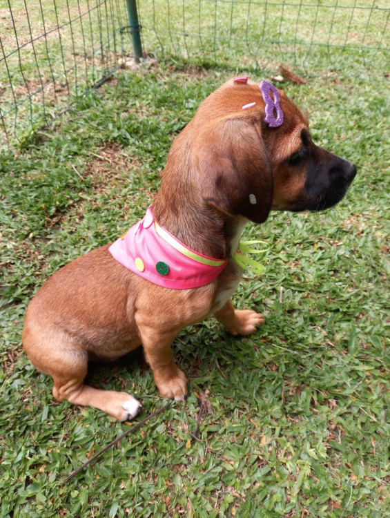 mel-femea-adocao-doacao-cachorro-gato-0