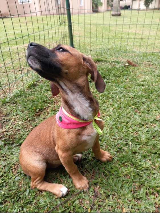 mel-femea-adocao-doacao-cachorro-gato-1
