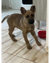 filhote-de-cachorro-small-0