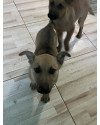 filhote-de-cachorro-small-1