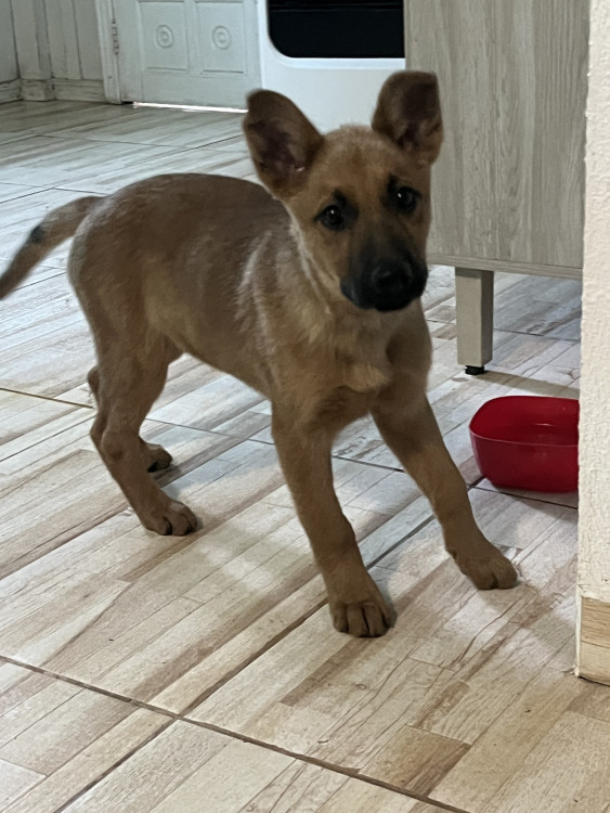 filhote-de-cachorro-adocao-doacao-cachorro-gato-0