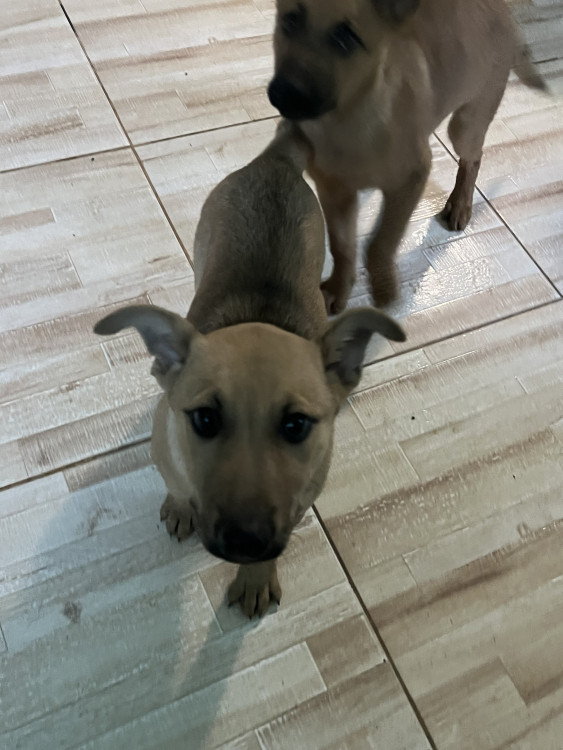 filhote-de-cachorro-adocao-doacao-cachorro-gato-1