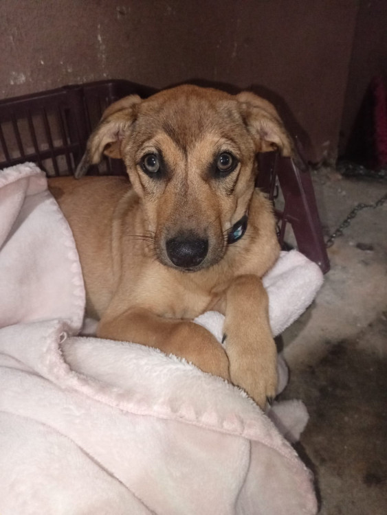 doa-se-nina-adocao-doacao-cachorro-gato-1