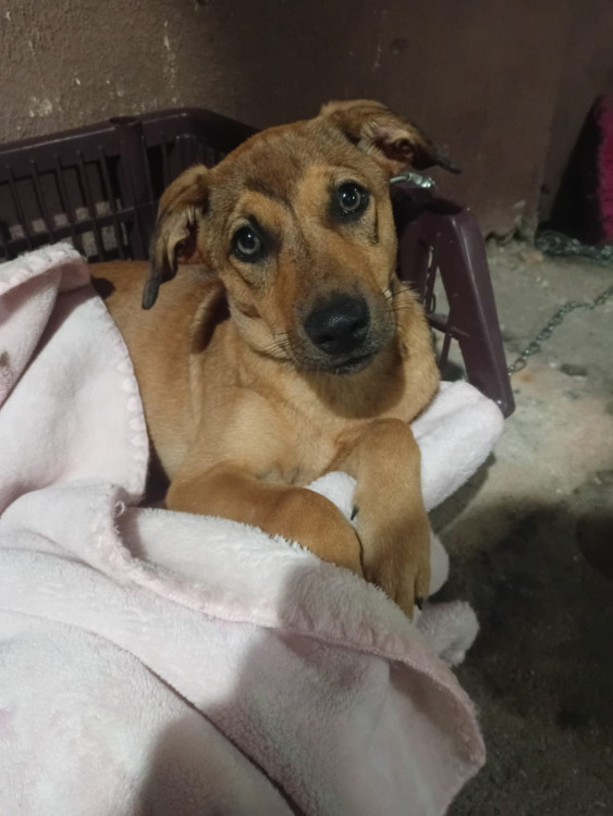 doa-se-nina-adocao-doacao-cachorro-gato-0