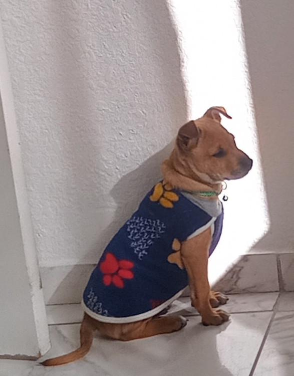 adocao-responsavel-adocao-doacao-cachorro-gato-0
