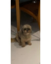 me-ajude-a-encontrar-a-aurora-small-0