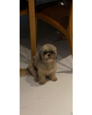 ME AJUDE A ENCONTRAR A AURORA