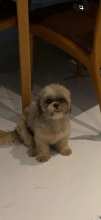 me-ajude-a-encontrar-a-aurora-adocao-doacao-cachorro-gato-0