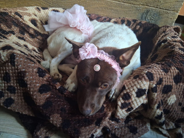 feminha-adulta-castrada-pra-adocao-adocao-doacao-cachorro-gato-4