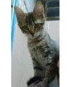 gatinho-carinhoso-e-inteligente-small-0