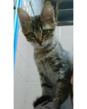 Gatinho carinhoso e inteligente
