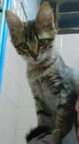 gatinho-carinhoso-e-inteligente-adocao-doacao-cachorro-gato-0