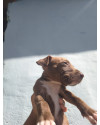 cachorro-macho-docil-small-0