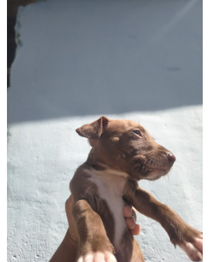 CACHORRO MACHO DÓCIL
