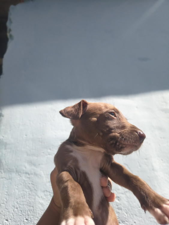 cachorro-macho-docil-adocao-doacao-cachorro-gato-0