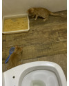 vitoria-e-vitorio-macho-e-femea-small-4