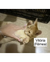 vitoria-e-vitorio-macho-e-femea-small-2