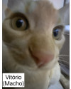 vitoria-e-vitorio-macho-e-femea-small-3