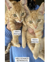 vitoria-e-vitorio-macho-e-femea-small-0