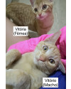 vitoria-e-vitorio-macho-e-femea-small-1
