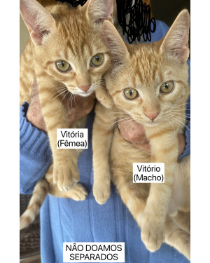Vitória e Vitório (MACHO E FÊMEA)