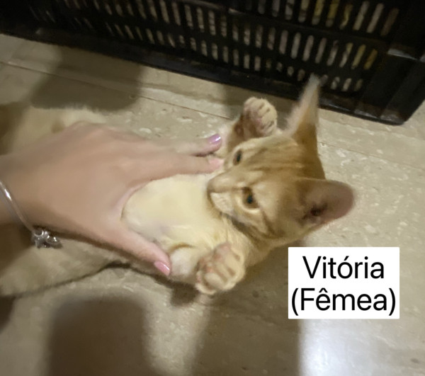 vitoria-e-vitorio-macho-e-femea-adocao-doacao-cachorro-gato-2