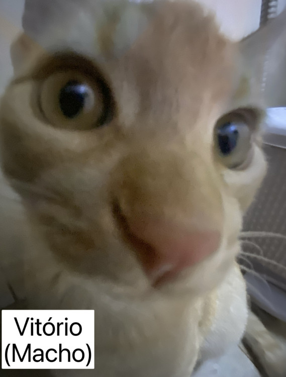 vitoria-e-vitorio-macho-e-femea-adocao-doacao-cachorro-gato-3