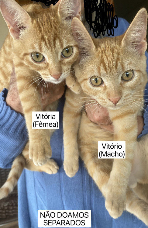 vitoria-e-vitorio-macho-e-femea-adocao-doacao-cachorro-gato-0
