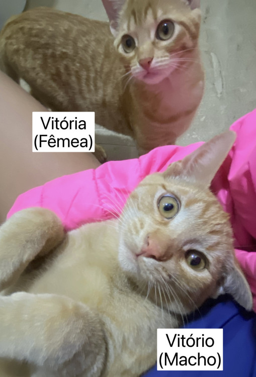 vitoria-e-vitorio-macho-e-femea-adocao-doacao-cachorro-gato-1