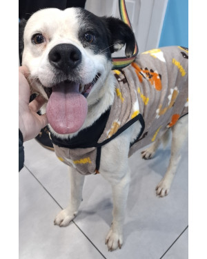 Pirulito, o pirata mais lindo da cidade.