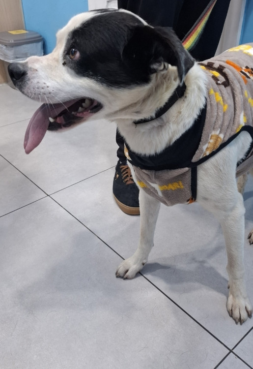pirulito-o-pirata-mais-lindo-da-cidade-adocao-doacao-cachorro-gato-1