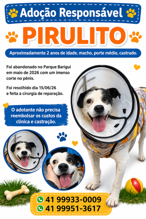 pirulito-o-pirata-mais-lindo-da-cidade-adocao-doacao-cachorro-gato-2